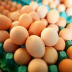 Le marché des œufs : tendances et perspectives